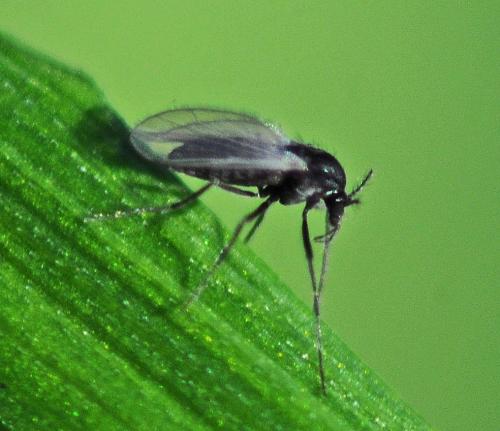 Réf. 316 053 : Orthocladiinae inconnu